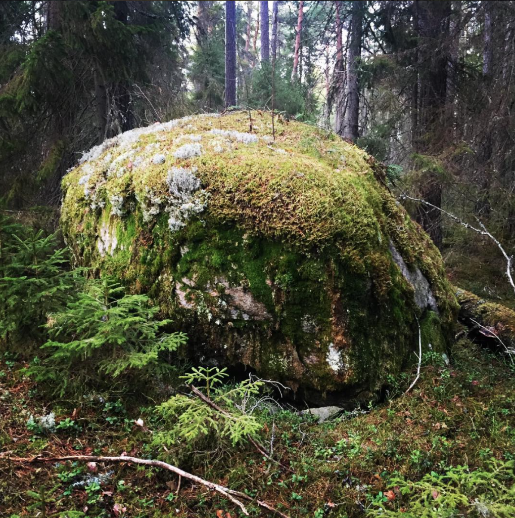 A boulder with little trees at the top in Södermanland. [Photo: Olle Bergman, @generalblom]